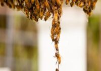 bee hive removal services