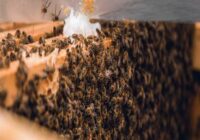 bee removal services